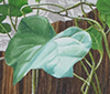 Ivy detail thumb-2