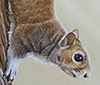 Squirrel-r detail